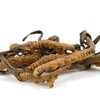 Cordyceps